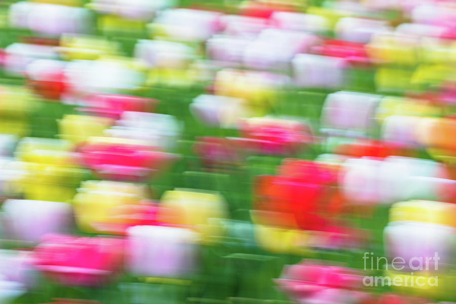 Surreal Tulip Garden Photograph