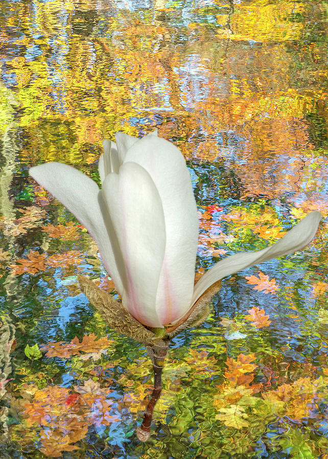 Surreal White Magnolia Photograph by Cate Franklyn