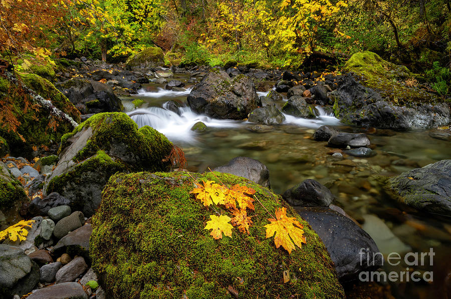 Fall Photograph - Surrounded by Color by Michael Dawson