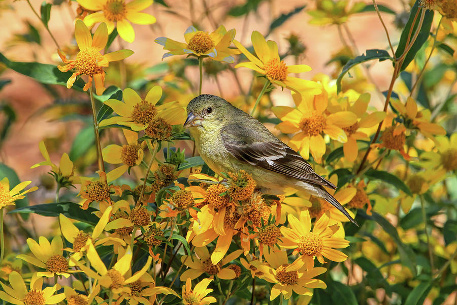 Finch Photograph - Surrounded by Gold  by Donna Kennedy