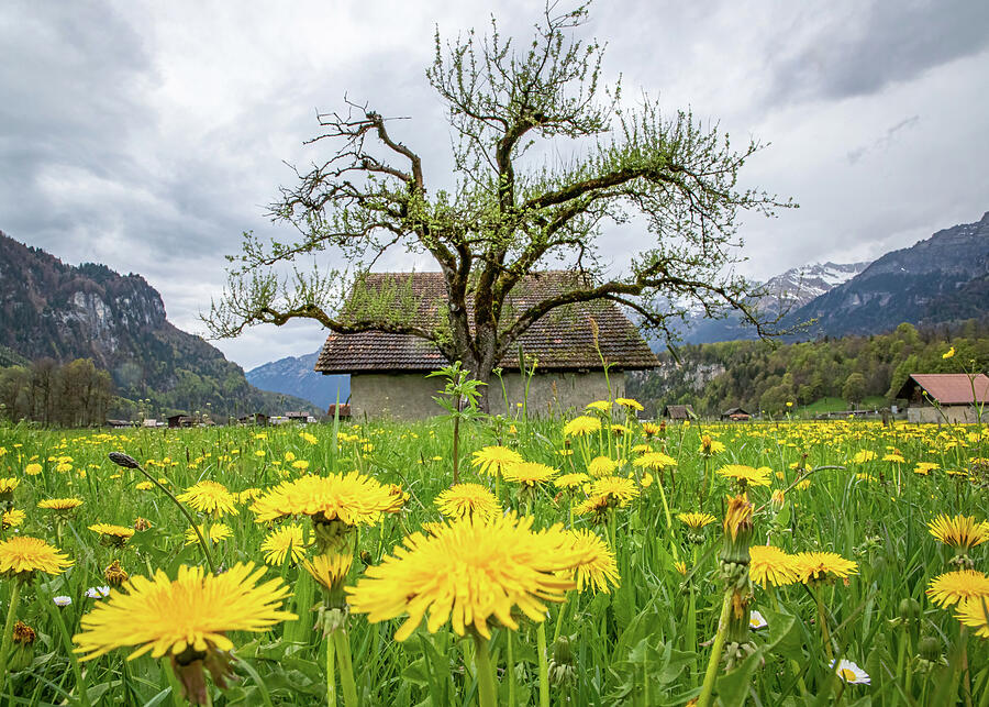Surrounded By Huge Dandelions In Swiss Alps Photograph by Elvira Peretsman