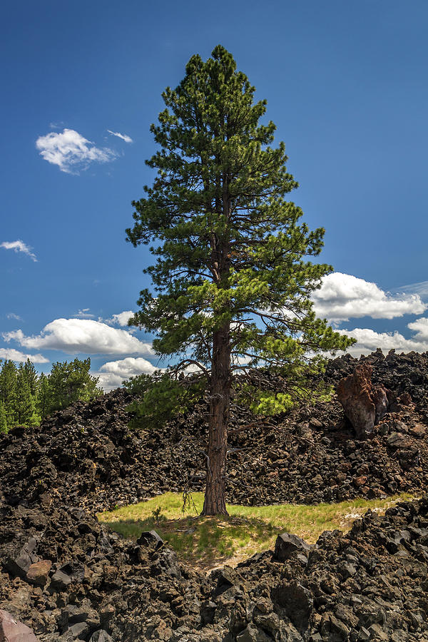 Lassen Volcanic National Park Photograph - Surrounded by Lava by Pierre Leclerc Photography