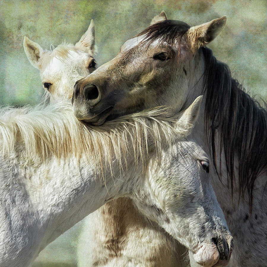 Surrounded by Love Photograph by Belinda Greb