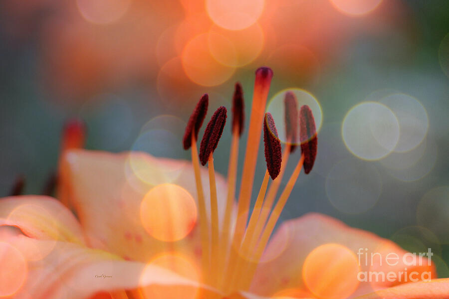 Nature Abstract Photograph - Surrounded by Soothing Sunshine by Carol Groenen