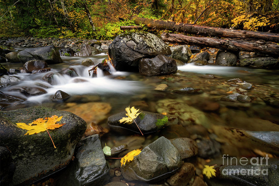 Fall Photograph - Surrounded by The Golden by Michael Dawson