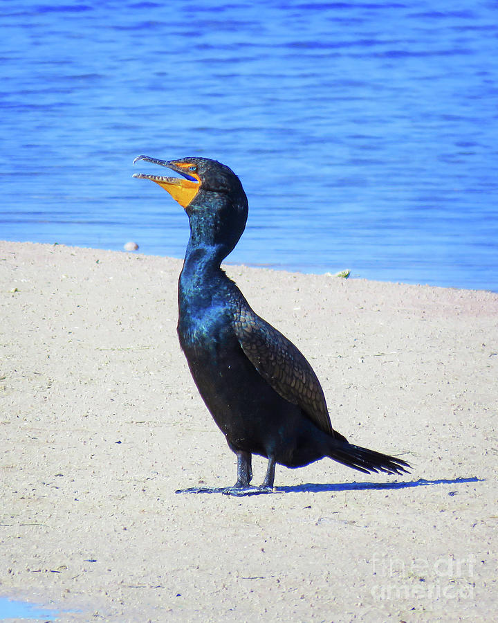Surroundings - Double-Crested Cormorant Photograph by Chris Andruskiewicz