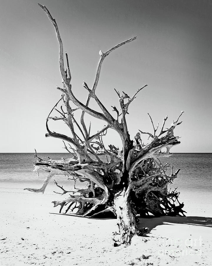 Surroundings - Drifted Ashore at Lovers Key-BW Photograph by Chris Andruskiewicz