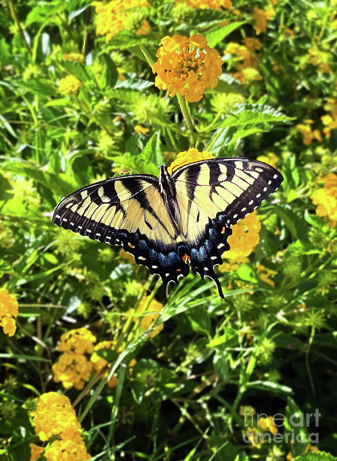 Surroundings - Eastern Swallowtail Butterfly I Photograph by Chris Andruskiewicz