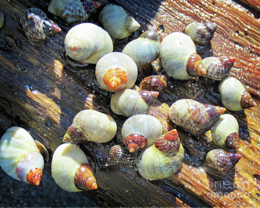 Surroundings - Florida Driftwood Shells Photograph by Chris Andruskiewicz