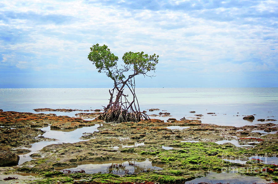 Surroundings - Florida Keys II Photograph by Chris Andruskiewicz