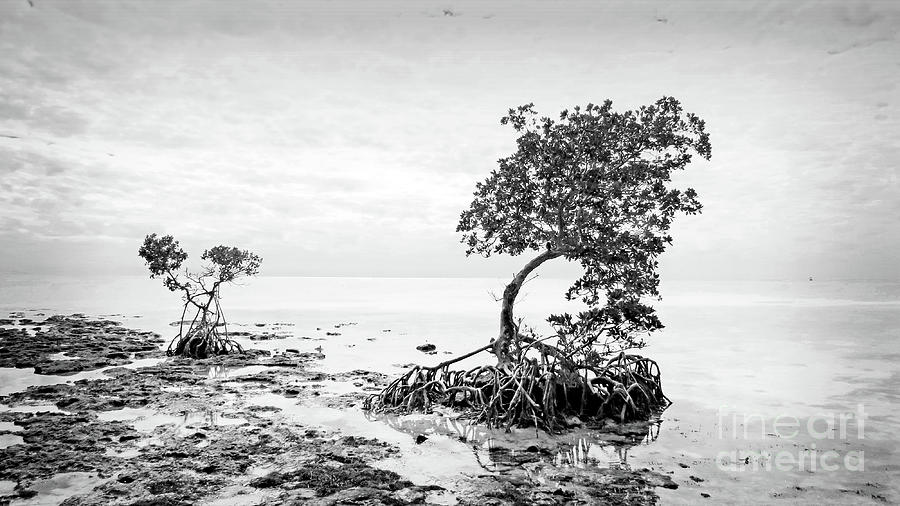 Surroundings - Florida Keys Mangroves-BW Photograph by Chris Andruskiewicz