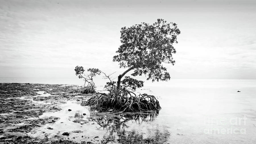 Surroundings - Florida Keys Mangroves II-BW Photograph by Chris Andruskiewicz