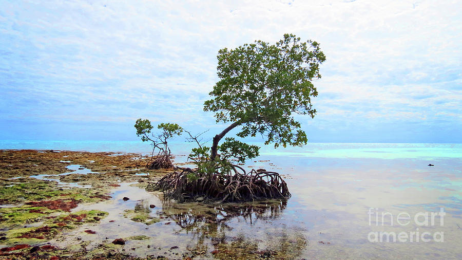 Surroundings - Florida Keys Mangroves II Photograph by Chris Andruskiewicz