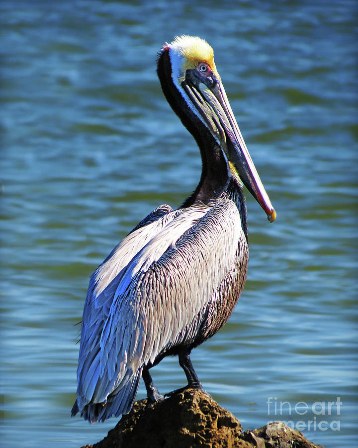 Surroundings - Florida Pelican Photograph by Chris Andruskiewicz
