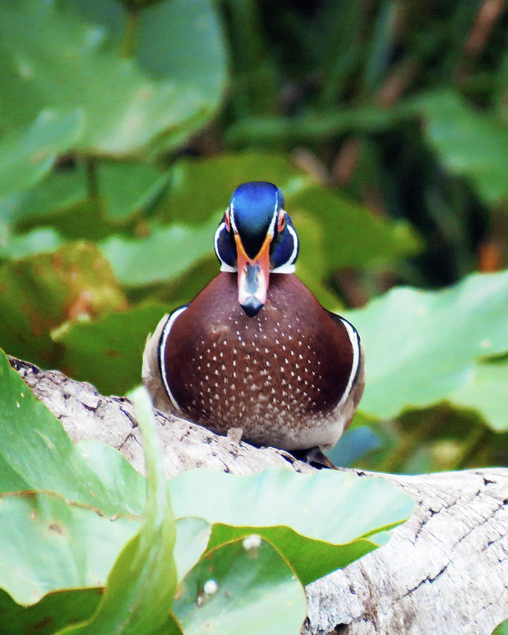 Surroundings - Florida Wood Duck Photograph by Chris Andruskiewicz