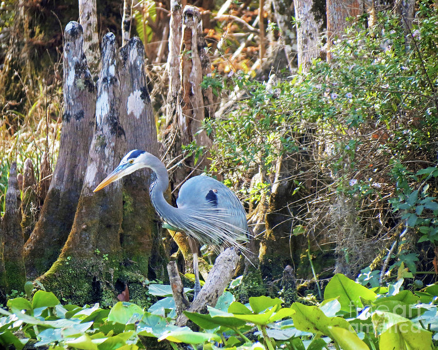 Surroundings - Great Blue Heron on the Hunt Photograph by Chris Andruskiewicz