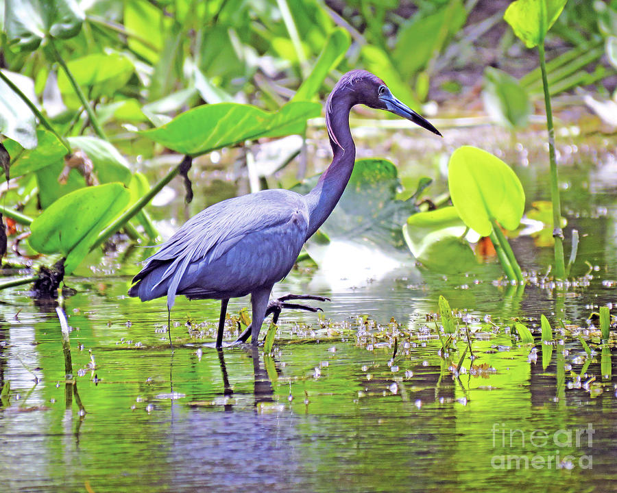 Surroundings - Little Blue Heron Photograph by Chris Andruskiewicz