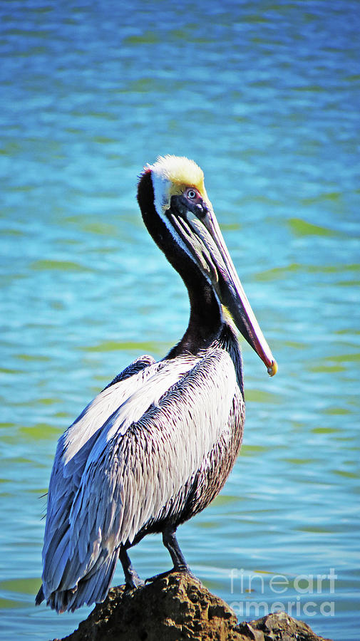Surroundings - Perched Pelican I Photograph by Chris Andruskiewicz