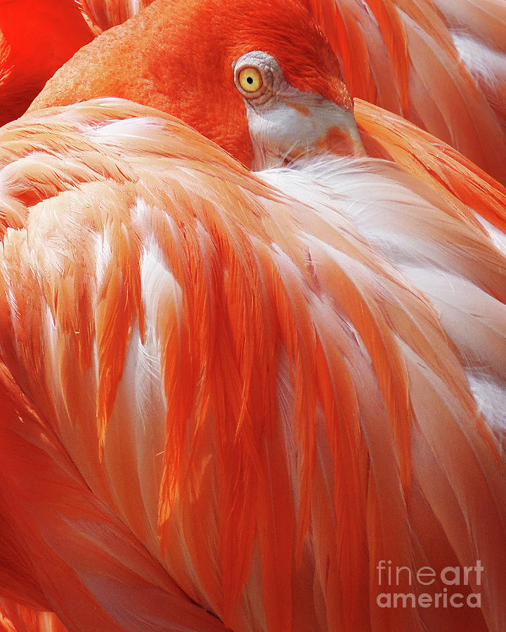 Surroundings - Pink Flamingo Photograph by Chris Andruskiewicz