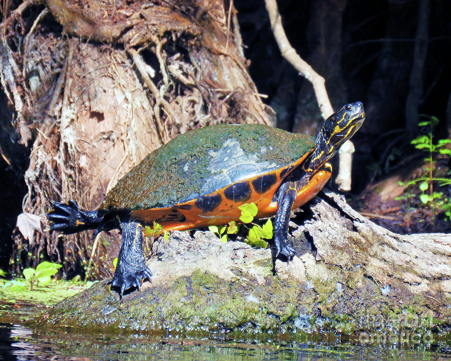Surroundings - Silver Springs Sunbathing Turtle Photograph by Chris Andruskiewicz
