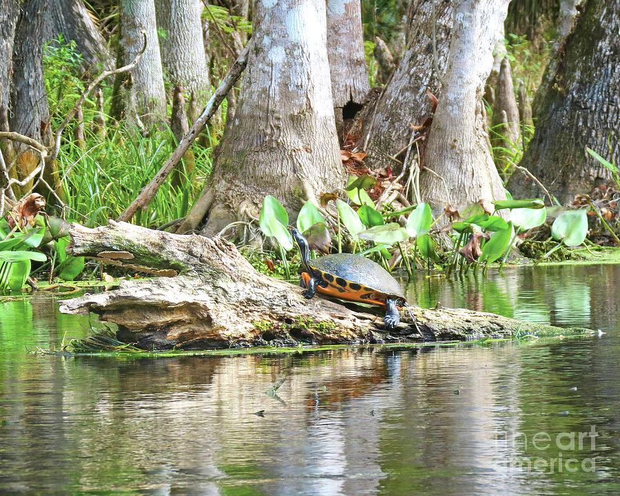 Surroundings - Silver Springs Turtle on Log Photograph by Chris Andruskiewicz