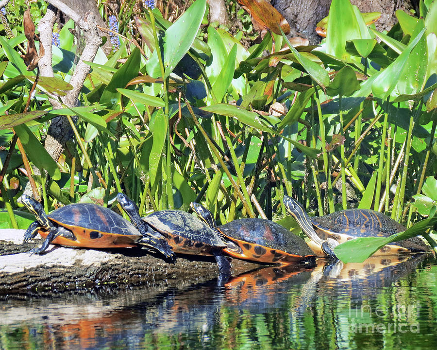 Surroundings - Turtle Pile Photograph by Chris Andruskiewicz