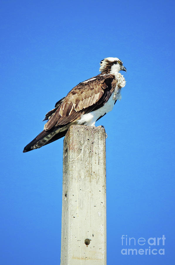 Surroundings - Watchful Osprey Photograph by Chris Andruskiewicz