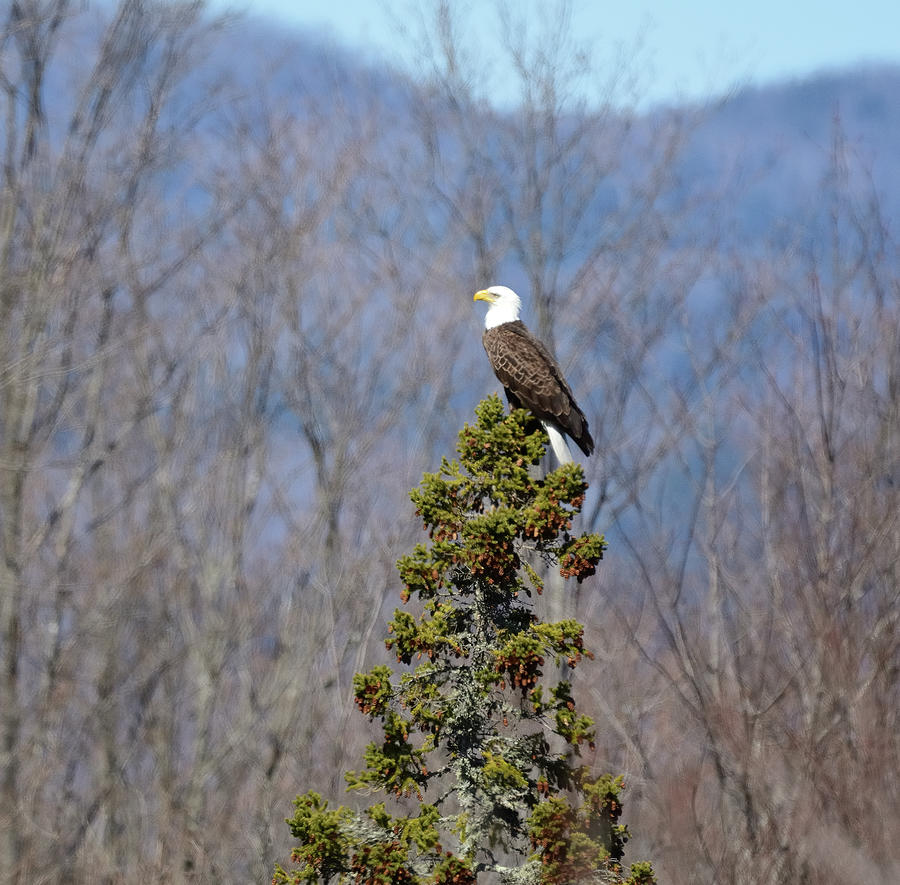 Surveying The Realm-Bald Eagle Photograph by David Porteus