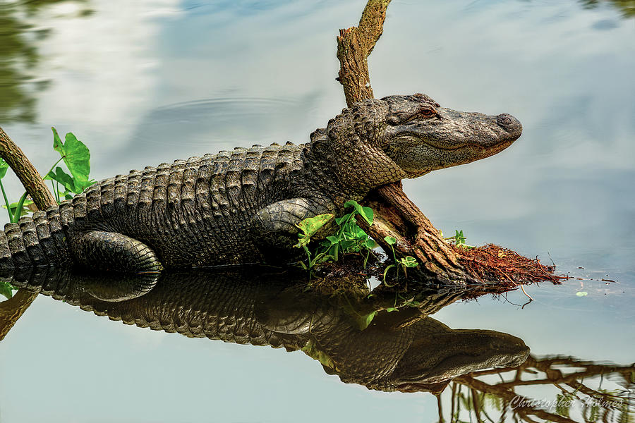 Alligator Photograph - Surveying the Lake by Christopher Holmes