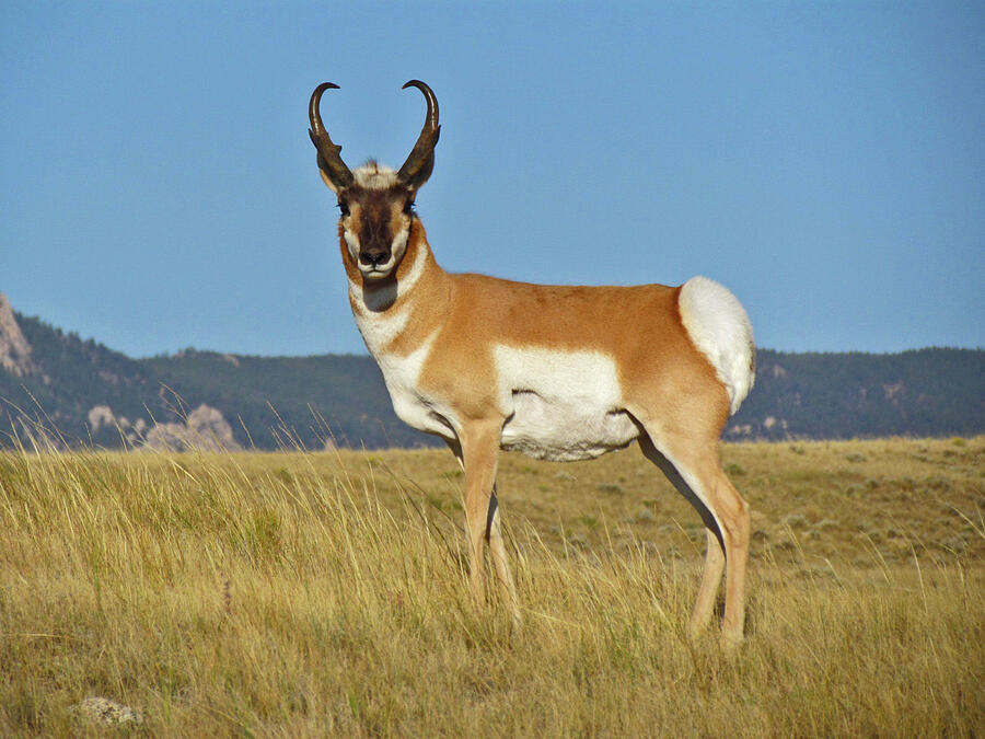 Surveying the Prairie Photograph by Laura Hermann in Buffalo WY - Fine ...