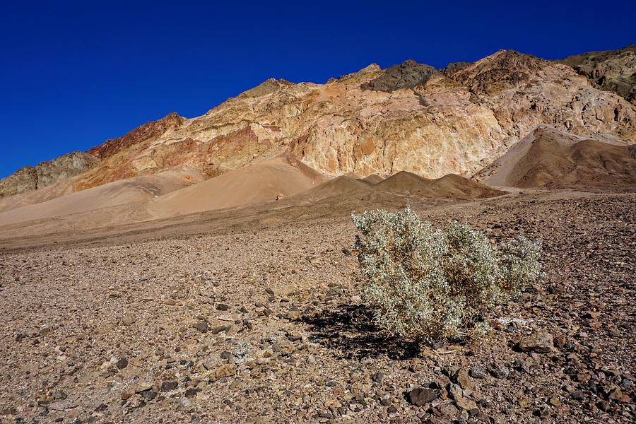 Death Valley Survivor  Photograph by Brett Harvey