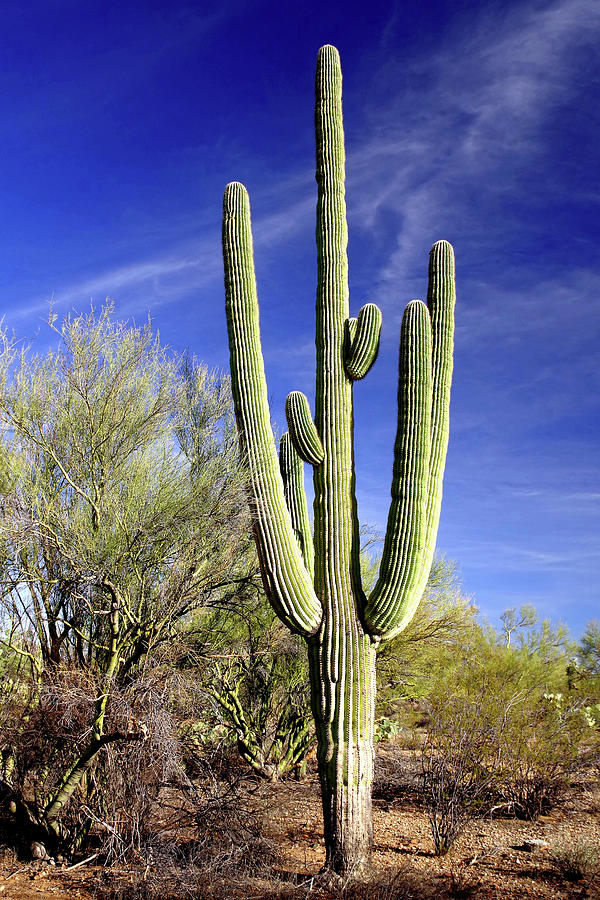 Saguaro National Park Photograph - Survive And Thrive, A Saguaro In Winter by Douglas Taylor