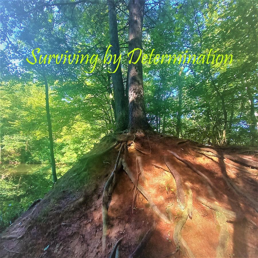 Inspirational Photograph - Surviving by Determination 2 by Angela Davies