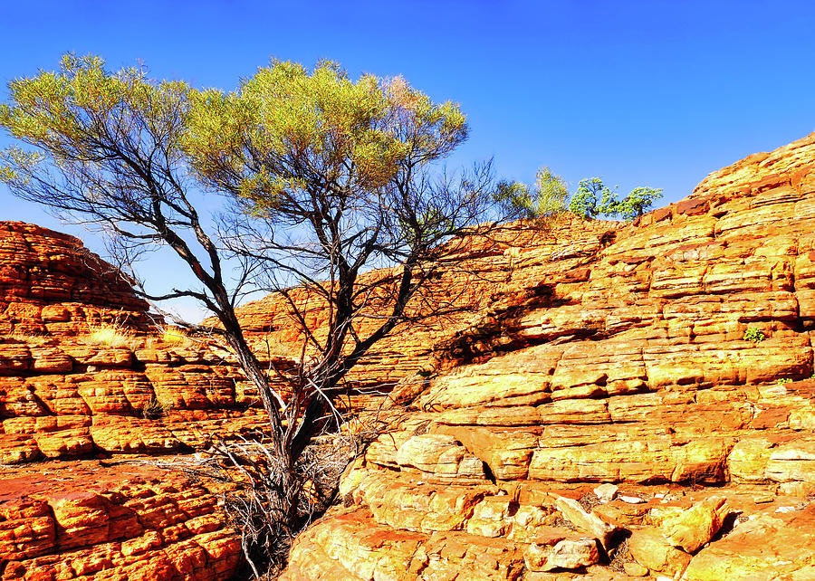 Surviving in the Cracks - Kings Canyon, Australia Photograph by Lexa Harpell