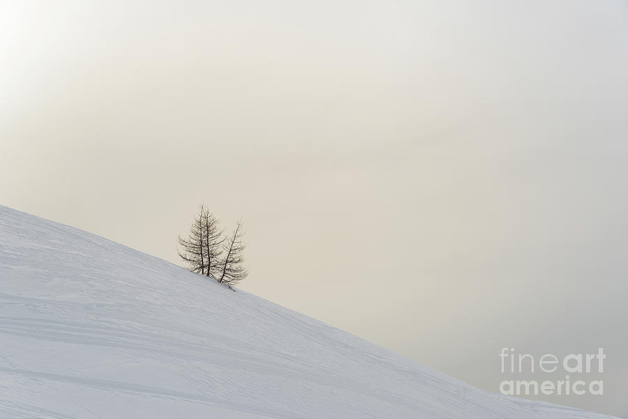 Winter Photograph - Surviving by Yuri Santin