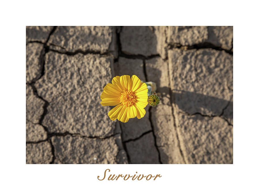 Survivor  - Text Matted Photograph by Peter Tellone