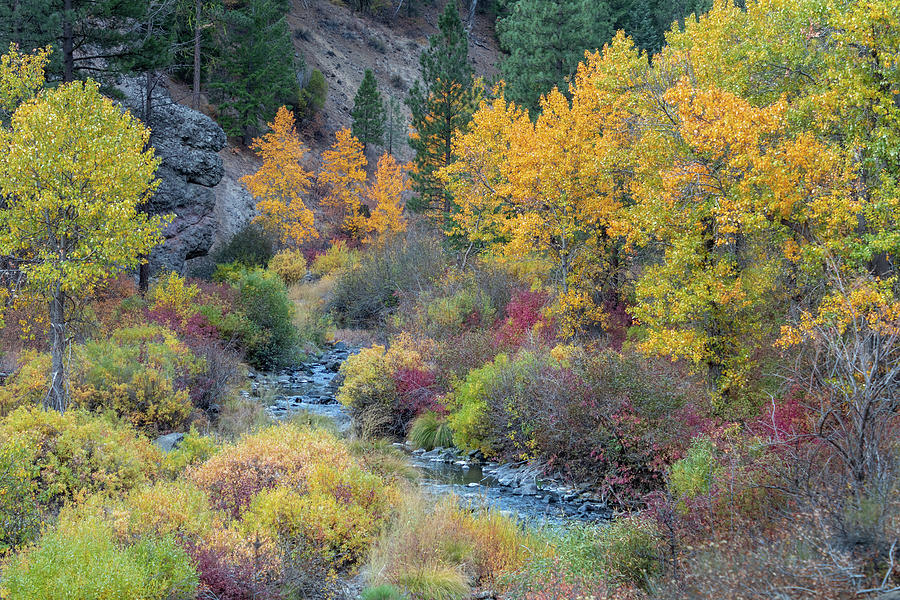 Susan River Fall Color Photograph by Randy Robbins