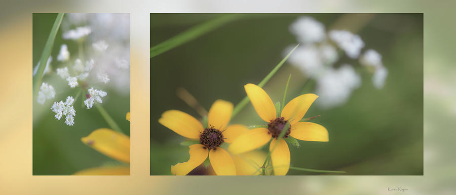 Daisy Photograph - Susans and lace by Phil And Karen Rispin