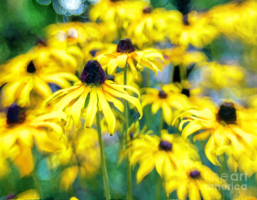 Susans Delight Digital Art by Macro Abundance Art Susans Delight Digital Art by Macro Abundance Art
