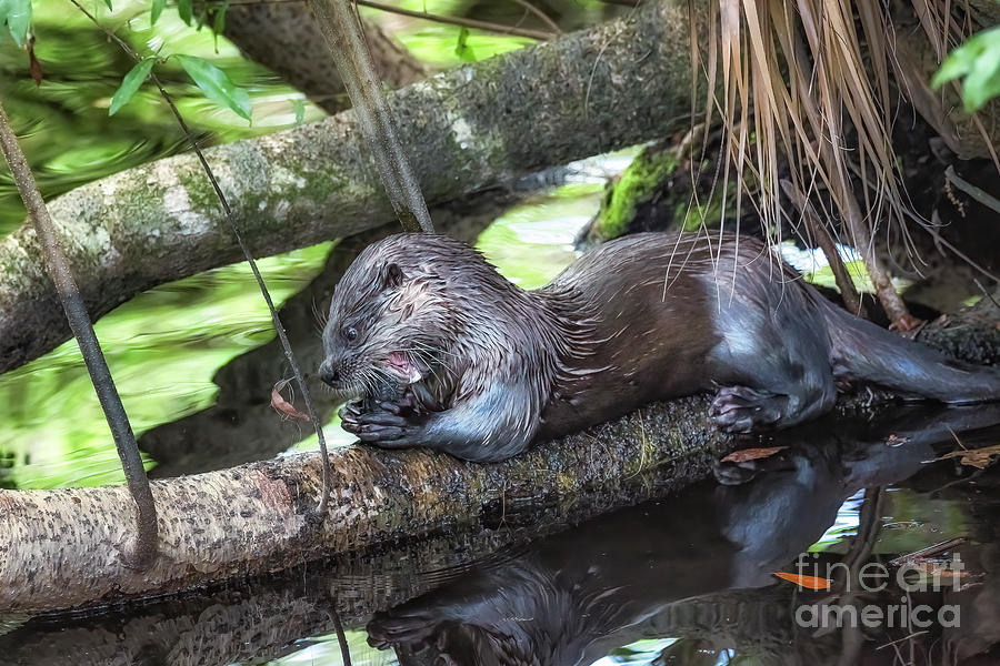 River Otter Photograph - Sushi Delight by Mary Lou Chmura