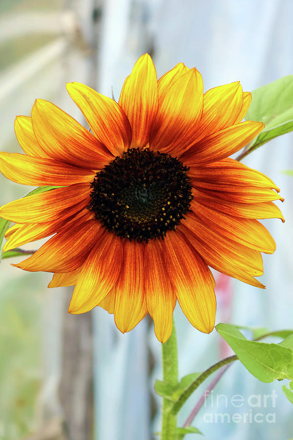 Suskwa Sunflower Photograph by Nina Silver