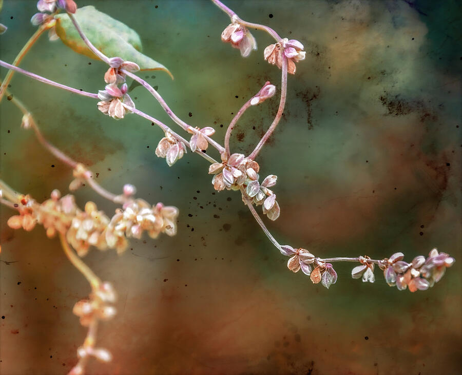 Flower Photograph - Suspended  by Colorado Still Magnolia- Kim Parker