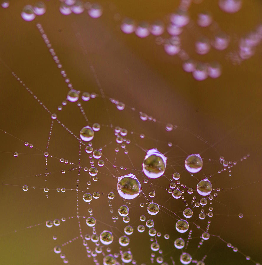 Suspended Droplets Photograph