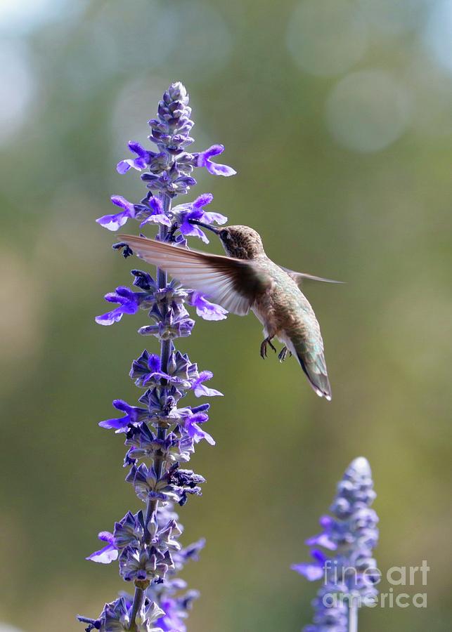 Suspended Hummingbird on Salvia Photograph by Carol Groenen