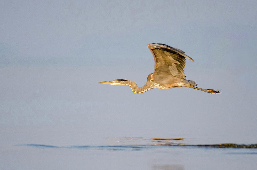 Suspended In Flight Photograph