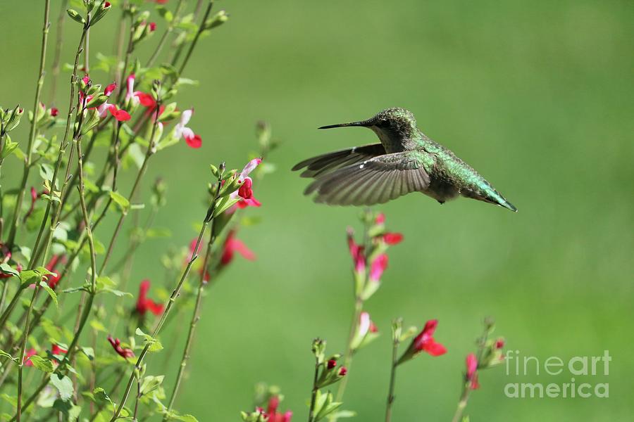 Suspended in Flight Tiny Hummingbird Photograph by Carol Groenen