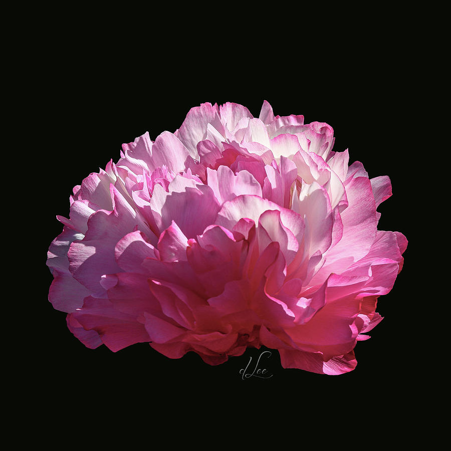 Flower Photograph - Suspended Pink Peony Bloom 1 by D Lee