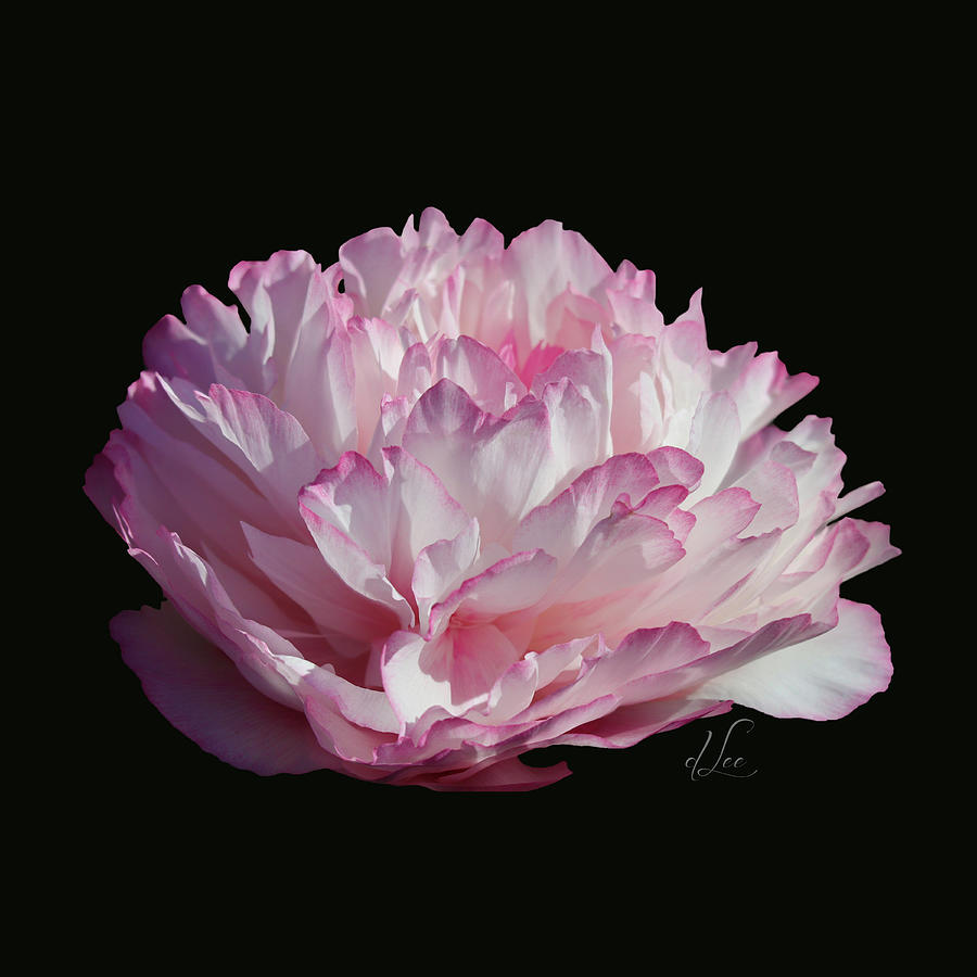 Flower Photograph - Suspended Pink Peony Bloom 2 by D Lee