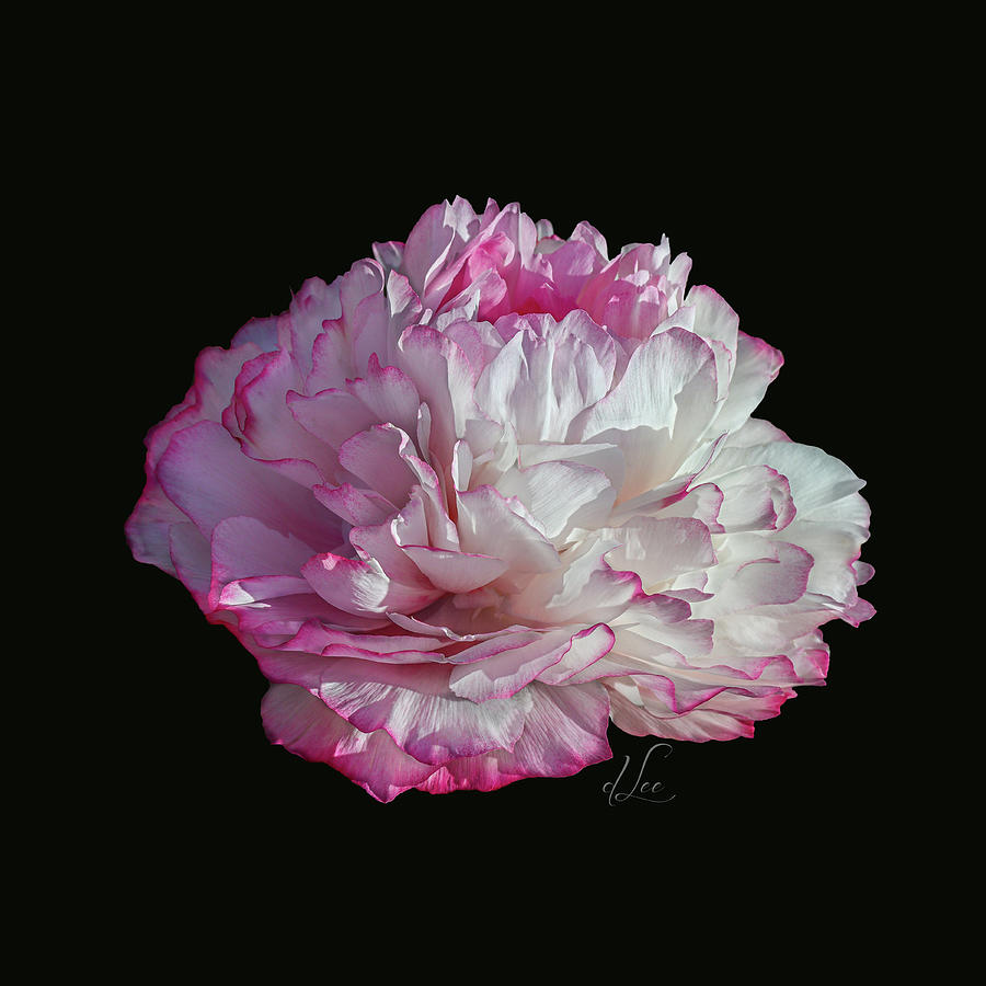 Flower Photograph - Suspended Pink Peony Bloom 3 by D Lee