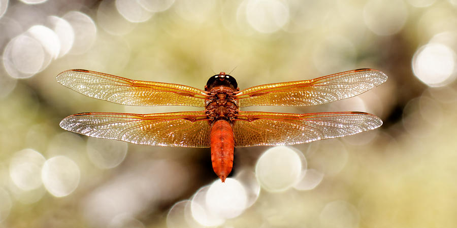 Suspended - Red Flame Skimmer Photograph by KJ Swan